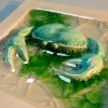 crab